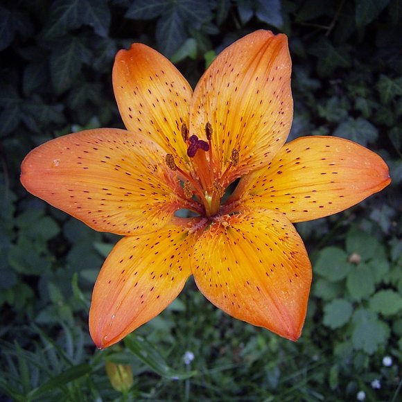 Meet Trout Lily Co - Picture 6 of 6